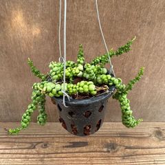 ディスキディア　ドラゴンジェイド② 現品　Dischidia Dragon Jade 観葉植物 観葉 植物 珍奇植物 珍奇 珍しい レア 希少 つる性植物 つる性 吊るす 吊り下げ ハンギング インテリア プレゼント おしゃれ かわいい おうち時間 グリーン