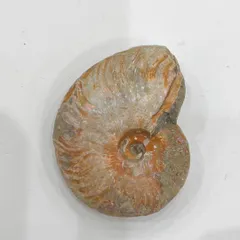 アンモナイト化石　9.6cm / Ammonite Fossil オパール　①