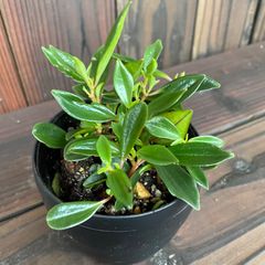 ペペロミア　シンコラーナ　9917-a　観葉植物