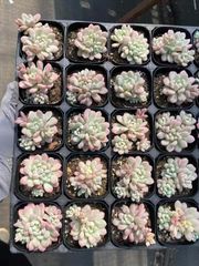 抜き苗 コベニタマゴ錦 MY87×40株 ふっくら 多肉植物 エケベリア サボテン 韓国苗 新入荷