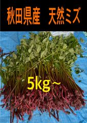 山菜 ミズ 5キロ 新潟県産 採れたて新鮮発送 - メルカリ