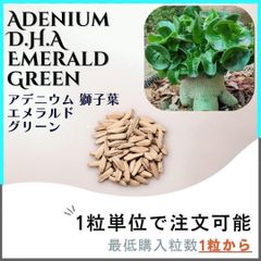 【種子】アデニウム 獅子葉 EG /セット割あり数量1粒から購入OK
