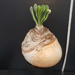 2025年最新】ブーファン ハエマンソイデスの人気アイテム - メルカリ