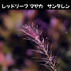 レッドリーフ マヤカ サンタレン  5本 水中葉  送料無料