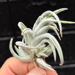 ふっくら親株はあまり期待せず＊芽吹き始めた綺麗な5子株に注目＊くねり＆トリコームふっかふか＊チランジア ミトラエンシス トゥレンシス (トゥーレンシス) Tillandsia mitlaensis var. tulensis＊エアプランツ＠フラワーショップ江口