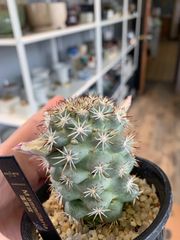 サボテン　蓬莱宮　マミラリア　3号鉢　種付き