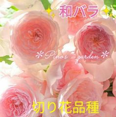 ✨淡いピンクの香りの和バラ苗✨　切り花品種　バラ苗　挿し木
