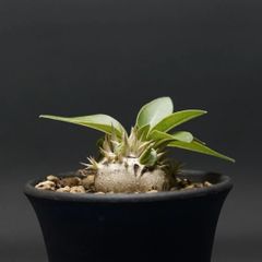 "Pachypodium enigmaticum" パキポディウム エニグマチカム 管理2263
