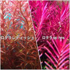 ロタラレディッシュ、ロタラspHRA水上葉各10本
