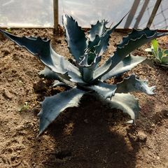 アガベ　アメリカーナ　ファンキートゥース　55㎝　AGAVE
