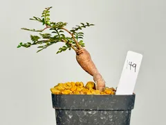 2025年最新】パキプス パワータンクの人気アイテム - メルカリ