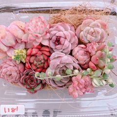 多肉植物 寄せ植えset  mini♡1181