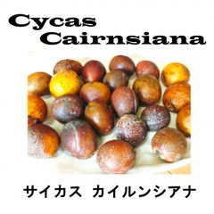 2月入荷 2粒 サイカス・カイルンシアナ 証明書あり
