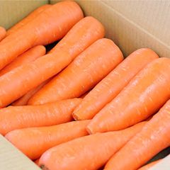 高知県産朝採り人参、即購入OK