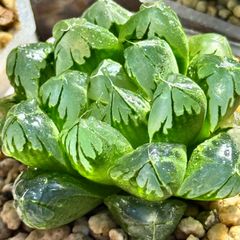 水晶オブツーサ　1株　ハオルチア