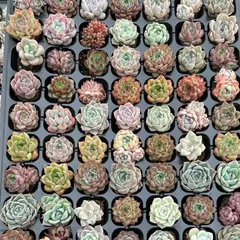 4季節のおまかせ5個多肉植物4CM-6CM 大美苗 エケベリア 韓国苗