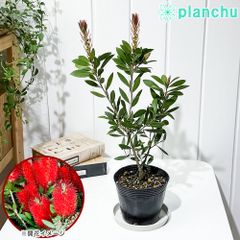 PLANCHU 花木 カリステモン レッド 4号ポット Callistemon ブラシノキ キンポウジュ 金宝樹 オージープランツ 庭木
