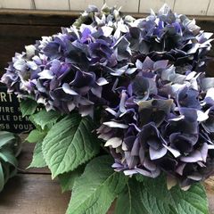 はっさく様専用 紫陽花 アジサイ 塩原花園 クイーンズブラック ゴニオ