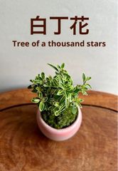 ミニ盆栽　斑入り白丁花／白鳥花　ピンク系の鉢