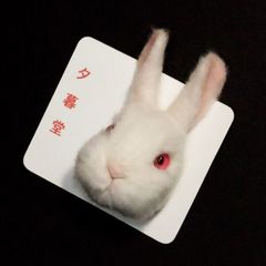 羊毛フェルトブローチ-002 アルビノうさぎ  兎 動物 白兎 白うさぎ リアル
