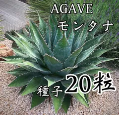 2025年最新】アガベ モンタナの人気アイテム - メルカリ