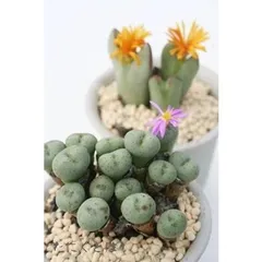 濃紫 4～5頭 コノフィツム 2寸ポット 小型コマ型 昼咲き種 濃紫の花 メセン科 根付苗 アフリカ原産 珍品多肉植物 多肉永遠