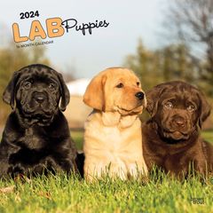 【輸入版】2024年 子犬のラブラドール・レトリバー カレンダー / ブラウントラウト (Labrador Retriever Puppies)
