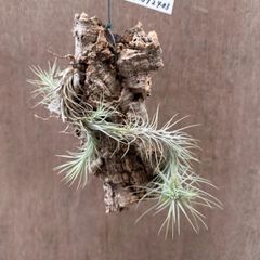 チランジア フンキアナ Tillandsia funckiana ティランジア エアプランツ エアープランツ 現品 観葉植物 観葉 植物 珍奇植物 珍奇 珍しい ハンギング 吊るす 吊り下げ インテリア プレゼント おしゃれ かわいい  グリーン