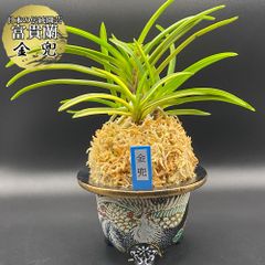 富貴蘭【鋸山縞】 希少 - メルカリ