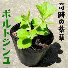 沖縄の奇跡の薬草　ボルトジンユの苗