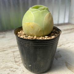 速達＊多肉植物 アエオニウム オーレア 抜き苗