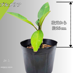【沖縄育ち】約23㎝ プルメリア ホワイト イエロー 苗木 観葉植物 21-5