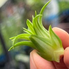 ミニ＊ チランジア イオナンタ ヴァリエガータ (バリエガータ)  Tillandsia ionantha Variegata＊エアプランツ＠フラワーショップ江口