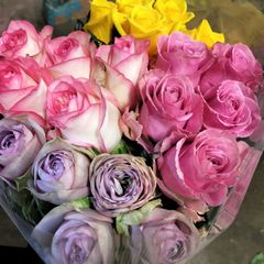 限定  上級品  バラ  四色 50センチ２０本❨生花 切り花 花束❩