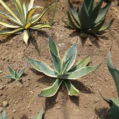 アガベ　アメリカーナ　マシュマロクリーム　直径約40㎝　AGAVE