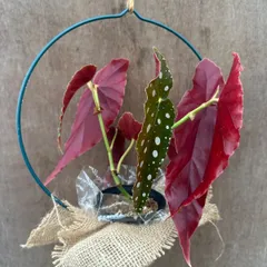 Begonia of China English / Chineseベゴニア図鑑