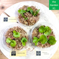 Bacteria 1708 リドレイドワーフまとめ買い 2025年最新】ビカクシダ リドレイ ドワーフの人気アイテム