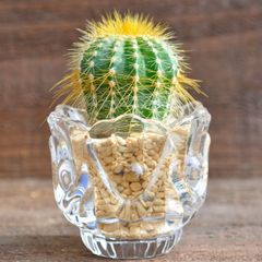 あ*ん様 代表的な人気サボテン7種類セット コレクションランク 抜き苗発送 楽天市場】サボテン：ウィギンシア 地久丸*幅4cm ☆赤松実生