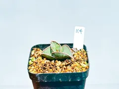 ヒ*ロ様 【極上株】 サンスベリア　スノーホワイト　サンセベリア　ロリダ　ピング Sansevieria boncellensis Snow White サンセベリア