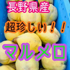 超珍しい！マルメロ約5kg　長野県産マルメロ酒　マルメロシロップ　マルメロ風呂