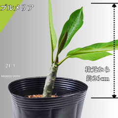 【沖縄育ち】約26㎝ プルメリア ホワイト イエロー 苗木 観葉植物 21-4