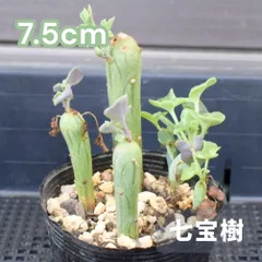 2025年最新】七宝樹 多肉の人気アイテム - メルカリ