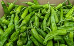 【お買い得】高知県産 訳あり ししとう 4kg     ★9