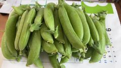 令和7年分終了です　野菜新鮮スナップエンドウ2種食べ比べセット