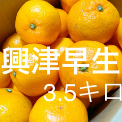 香川県産 興津早生 みかん 無選別 箱のまま3.5キロ