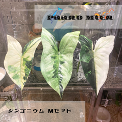 シンゴニウム🌱Mセット レイアウトリーフ