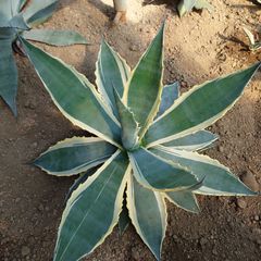 アガベ　アメリカーナ　マシュマロクリーム  62㎝ AGAVE