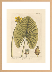 世界の名画 100年前 アートポスター ボタニカル 植物 果物 ハーブ ヴォイニッチ手稿 絵画 おしゃれ レトロ ポップ インテリア フレームなし （A3サイズ）（ポスターのみ）