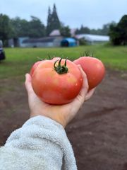 こだわり農家セット！新鮮野菜詰め合わせ※随時更新