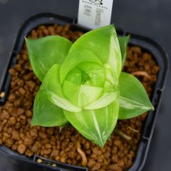 『BP』ハオルチア 花時計 オブツーサ錦